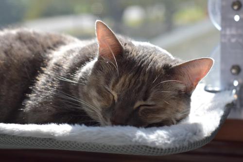 Foldable Window Cat Hammock