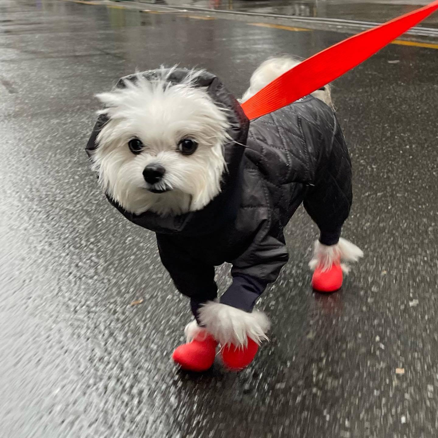 Waterproof Anti-slip Silicone Dog Rain Boots