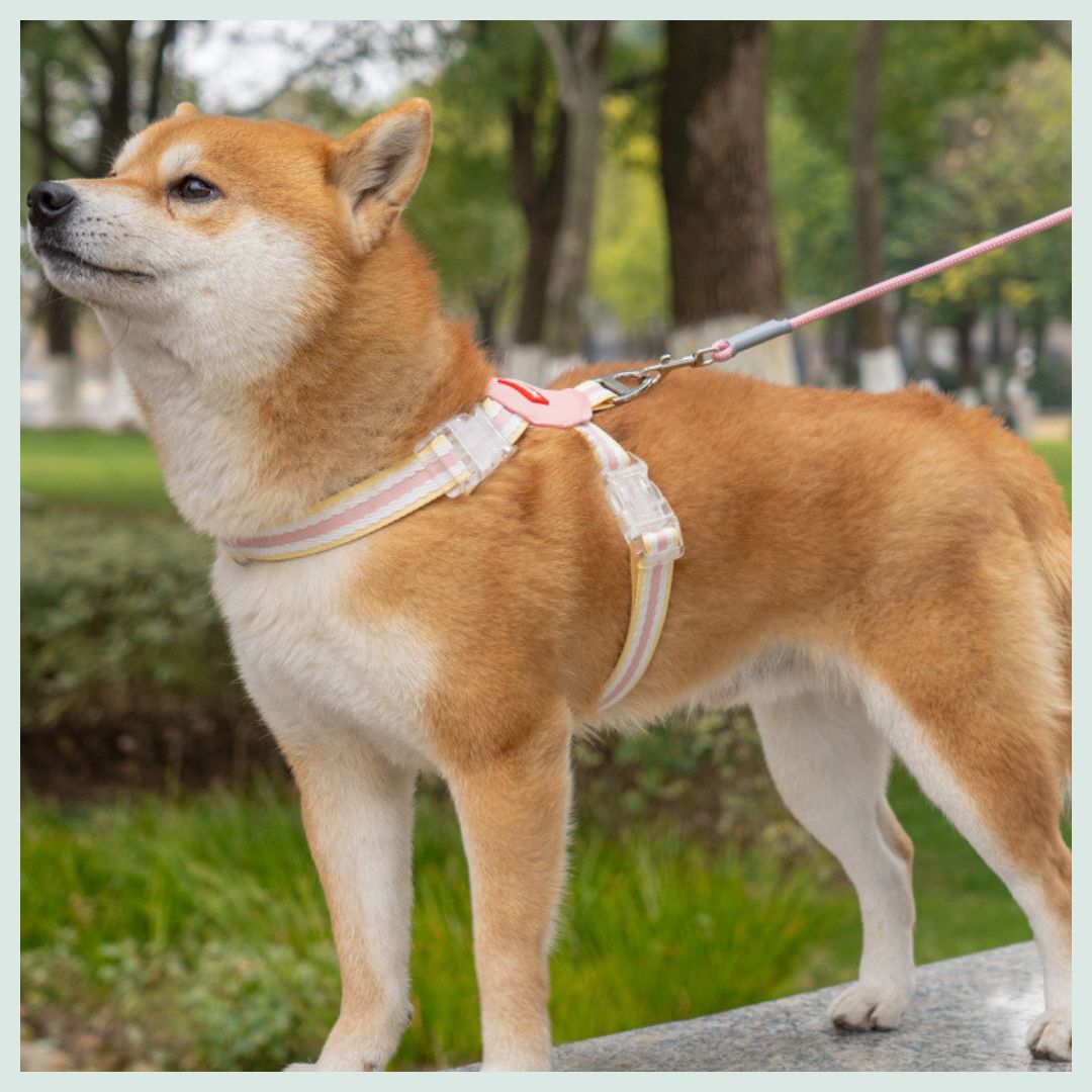 Adjustable Breathable Chic Harness