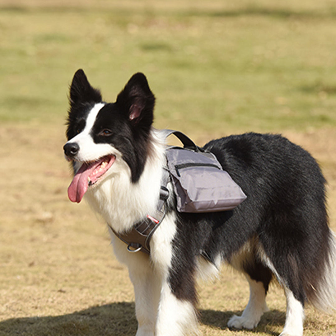 Multifunctional Travel Dog Harness