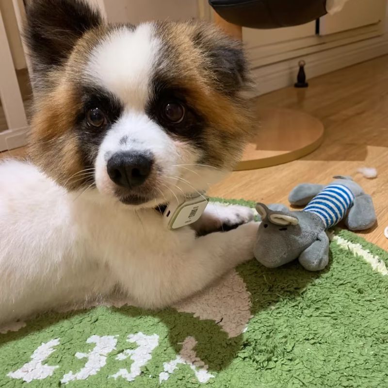 Dog Squeaky Plush Animal Chew Toy