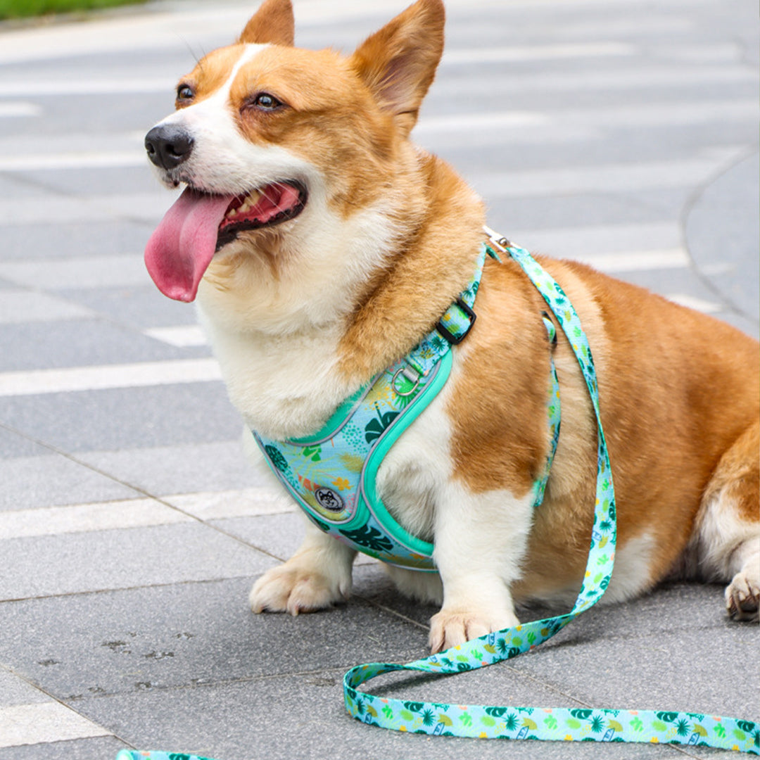 No Chock Dog Harness and Leash Set