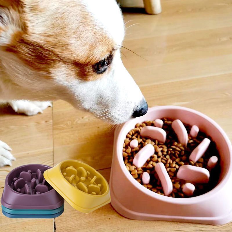 Colorful Slow Feeder Pet Bowl