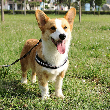 Y-Shaped Step-in Adjustable Harness