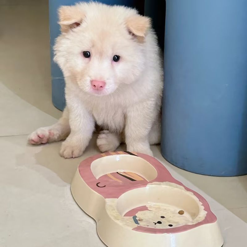 Adorable Bamboo Fiber Pet Bowl