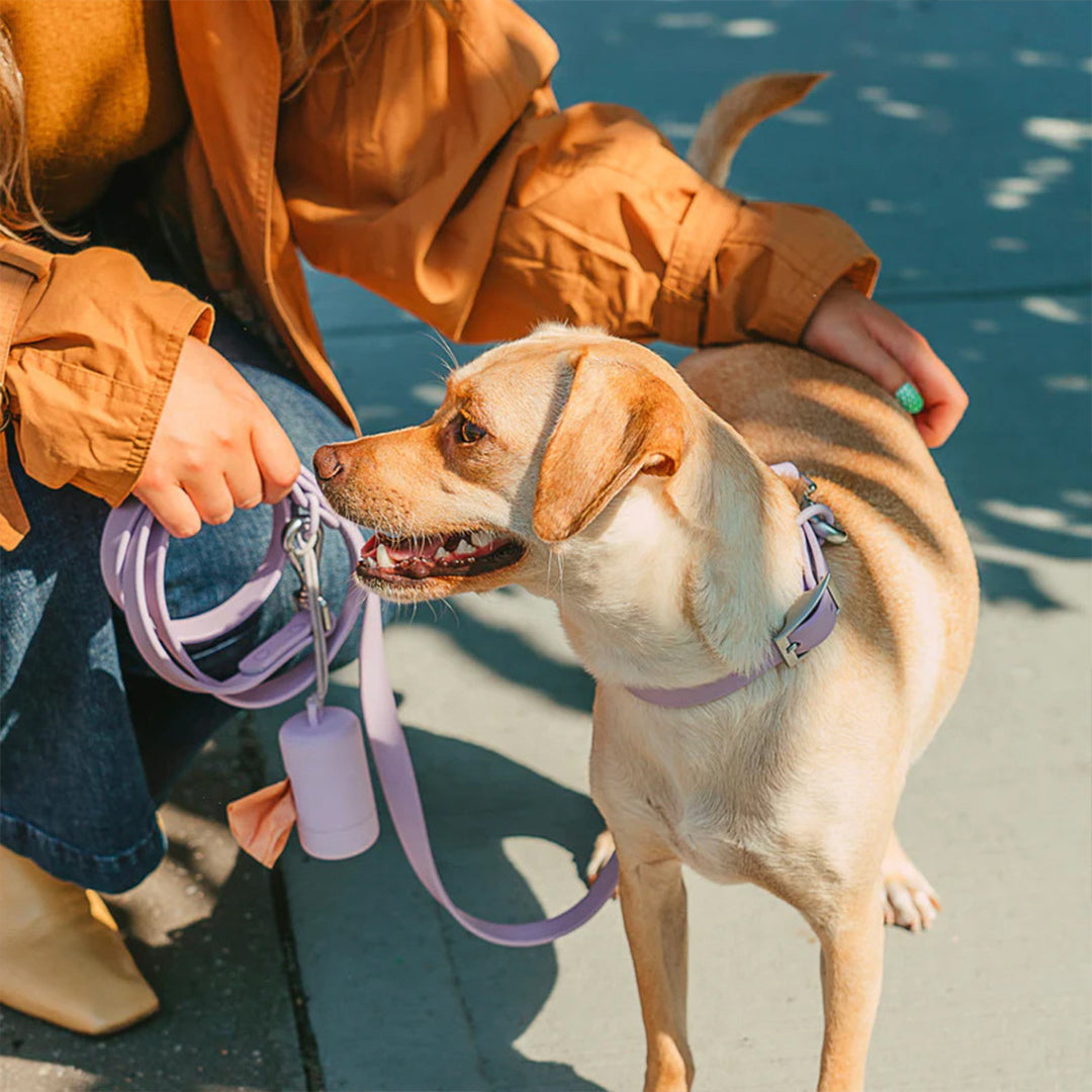 Adjustable Macaron Walking Kit - Collar