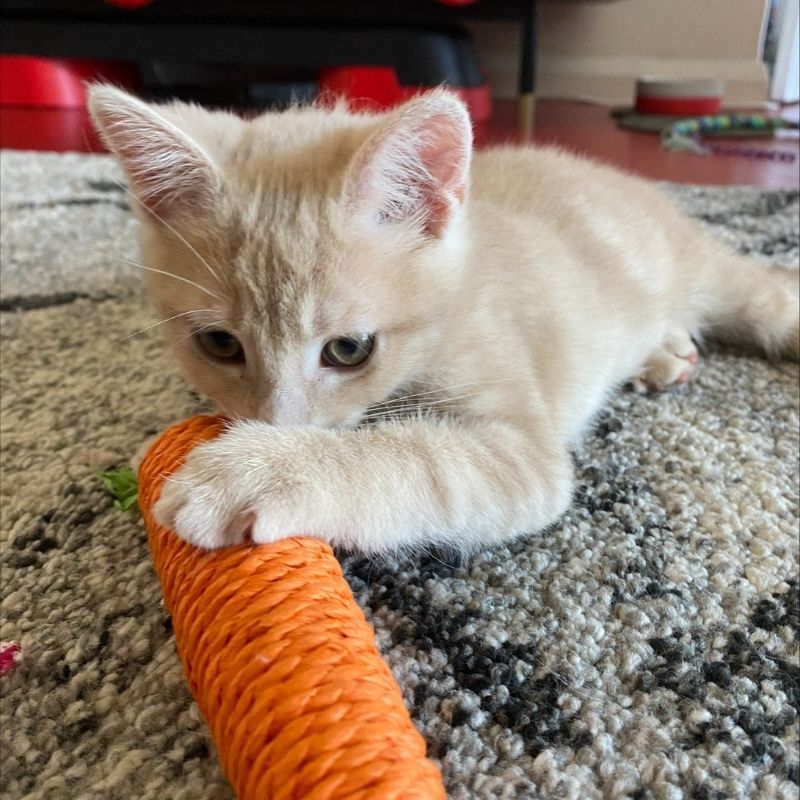 Natural Interactive Sisal Carrot Cat Toy