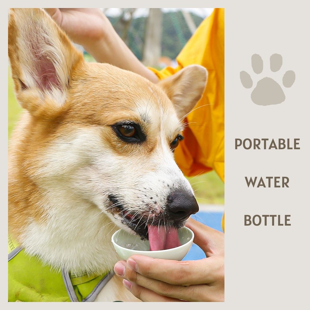 Dog Travel Water Bottle