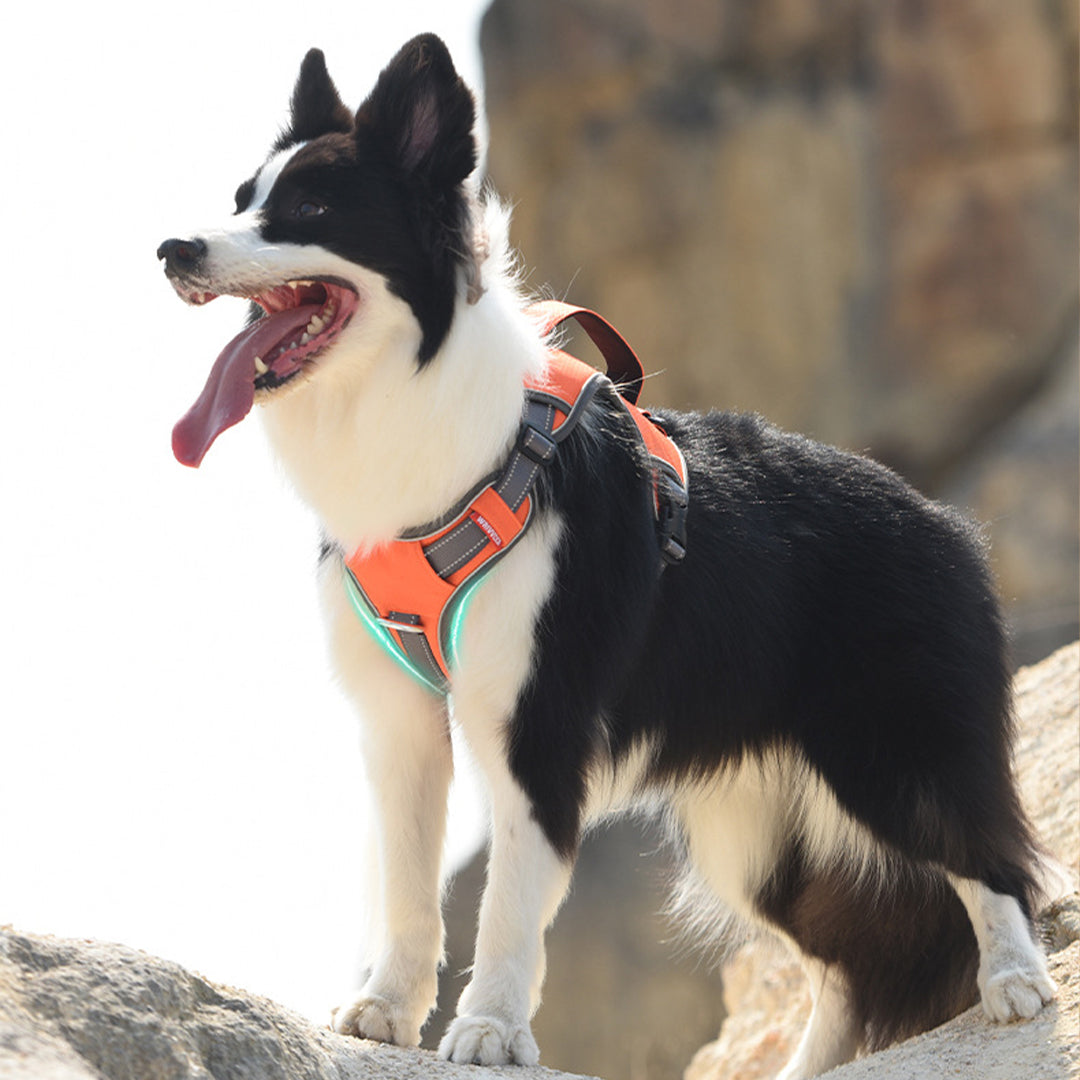 Multifunctional Travel Dog Harness
