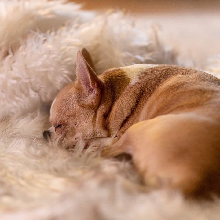 Pet Fur Dog Blanket Couch Protector