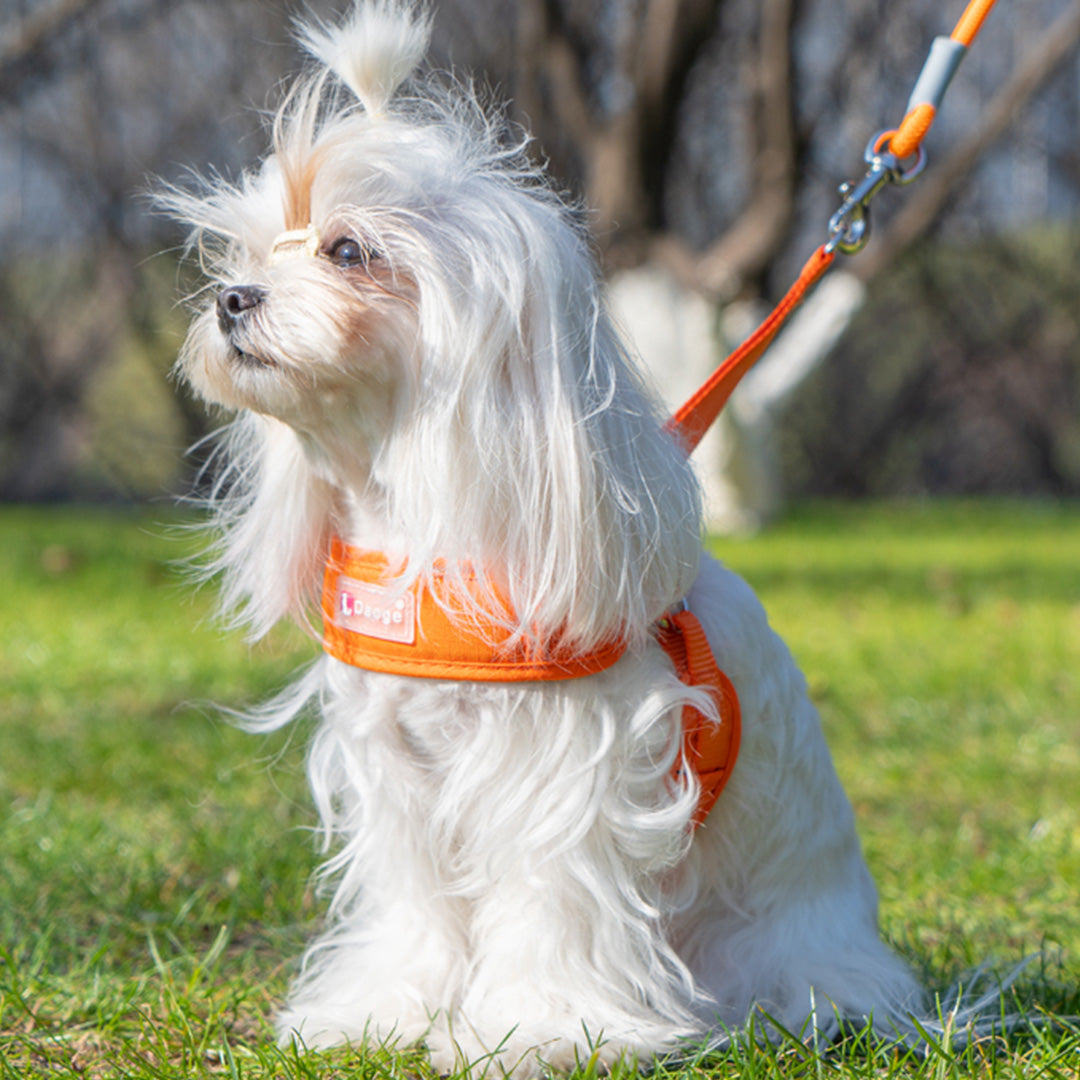 Comfy Y-Shaped Harness for Small Pets