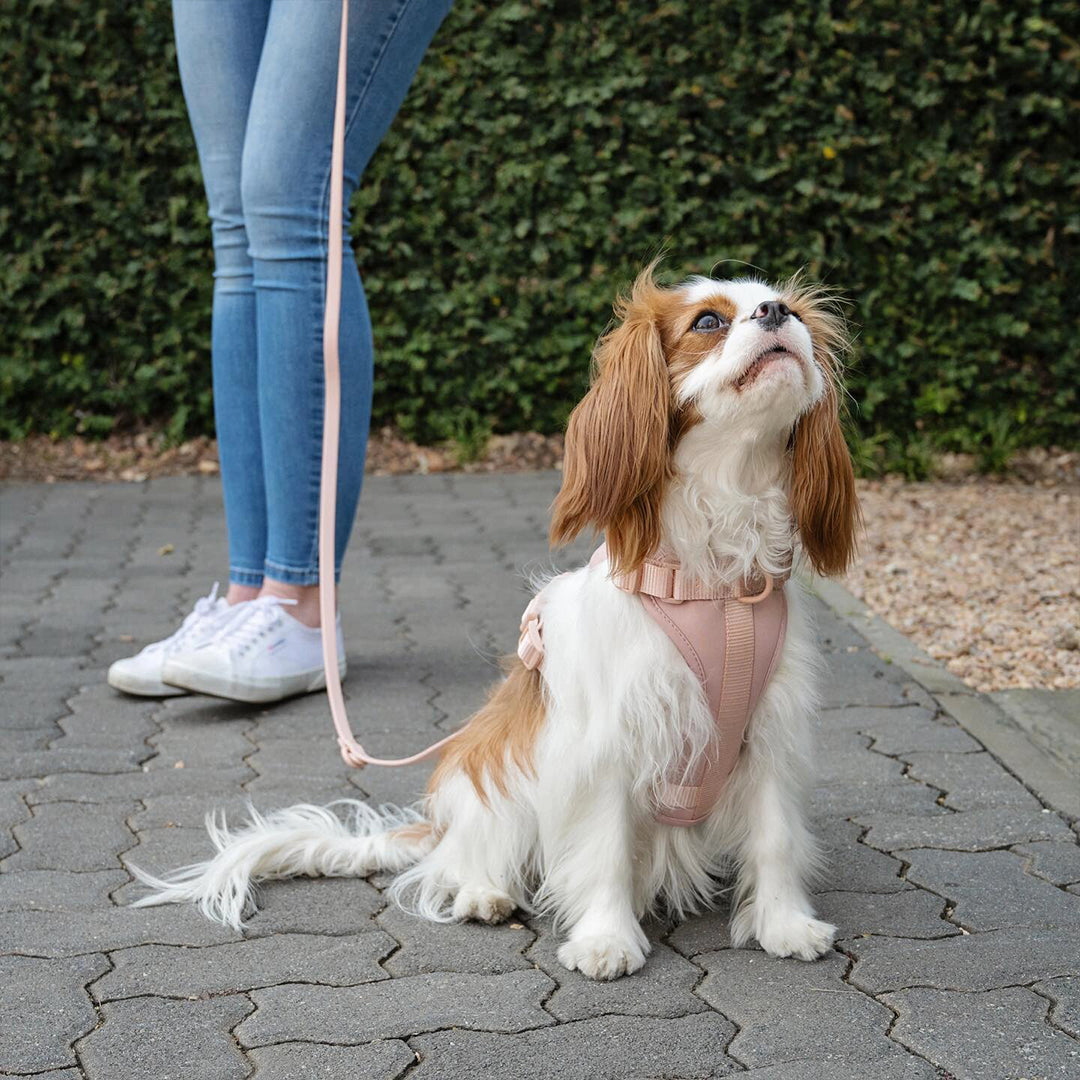 Adjustable Breathable Macaron-Colored Harness