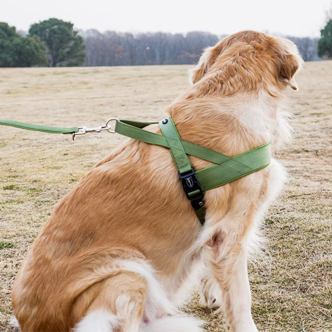 T-Shaped Stable Harness