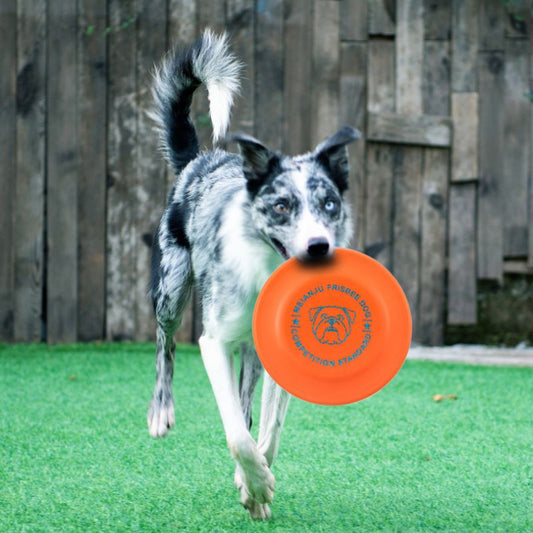 Interactive Dog Frisbee Toy