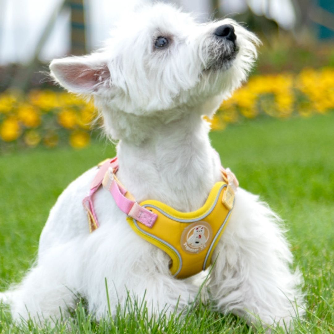 X-Shaped Cute Comfy Harness