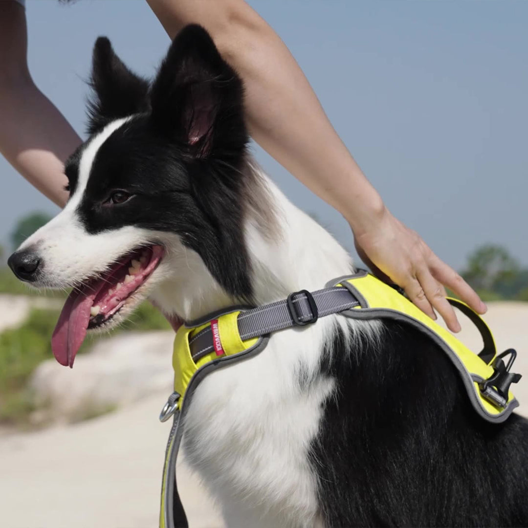 Multifunctional Travel Dog Harness